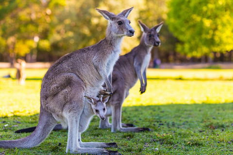 LGBT+ Friendly Full Day Phillip Island Private Tour - Whitsundays Accommodation 4