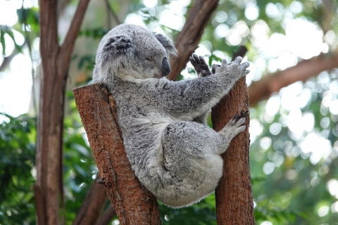 Small-Group Blue Mountains Tour With A Local Guide - Whitsundays Accommodation 2