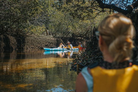Kayak Tour In Adelaide Dolphin Sanctuary - Whitsundays Accommodation 0