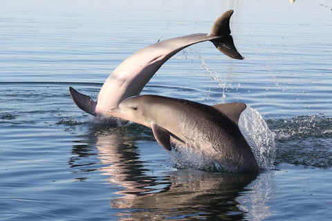 Kayak Tour In Adelaide Dolphin Sanctuary - Whitsundays Accommodation 5