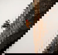 100 Metre Abseil Mount Wellington Hobart - Whitsundays Accommodation