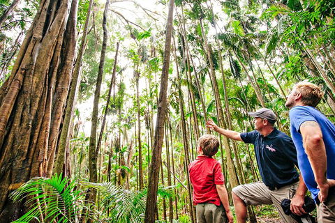 Natural Bridge & Springbrook Waterfalls Tour + Hot Air Balloon With Breakfast - Whitsundays Accommodation 5