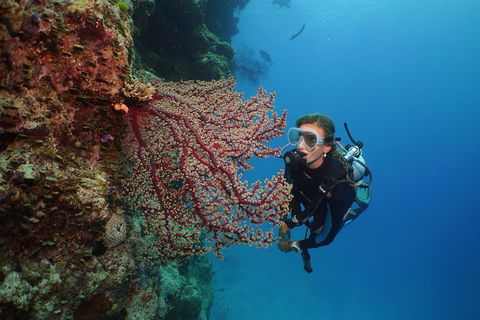 Silversonic Outer Great Barrier Reef Dive And Snorkel Cruise From Port Douglas - Whitsundays Accommodation 0