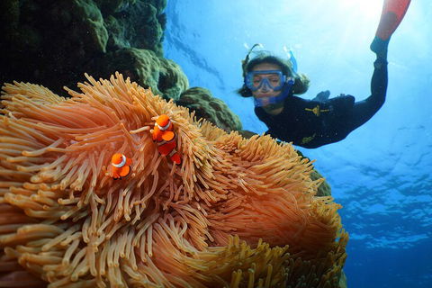 Silversonic Outer Great Barrier Reef Dive And Snorkel Cruise From Port Douglas - Whitsundays Accommodation 3