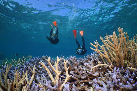 Silversonic Outer Great Barrier Reef Dive And Snorkel Cruise From Port Douglas - Whitsundays Accommodation 4