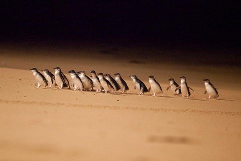 The Ultimate Melbourne Attractions Pass - Whitsundays Accommodation 5
