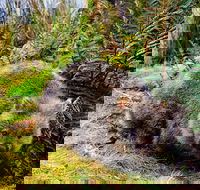 Cradle Mountain National Park Day Tour from Launceston - Whitsundays Accommodation