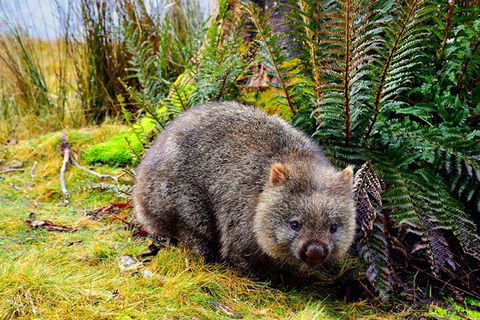 Cradle Mountain National Park Day Tour From Launceston - Whitsundays Accommodation 0