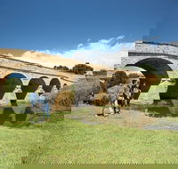 Bonorong Wildlife Park and Richmond Afternoon Tour from Hobart - Whitsundays Accommodation