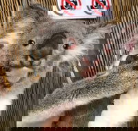 Kuranda Tour Deluxe Course with Kuranda 3 Zoos or Free Course - Whitsundays Accommodation