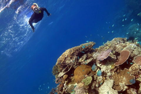 Silverswift Outer Great Barrier Reef Dive And Snorkel Cruise From Cairns - Whitsundays Accommodation 3