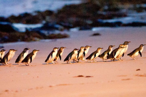 Half-Day Or Full-Day Tour With Private Guide From Melbourne - Whitsundays Accommodation 5