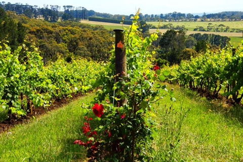 Mornington Peninsula Sightseeing Tour For 2-6 Guests. - Whitsundays Accommodation 3