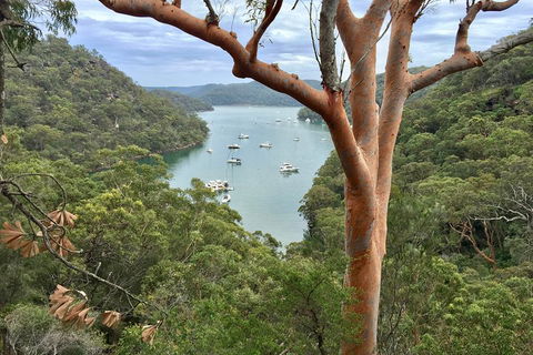 Shore Excursion: Sydney's Northern Beaches & Ku-ring-gai National Park Bus Tour - Whitsundays Accommodation 1