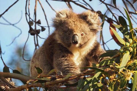 2-Hour Koala Walking Tour In Kangaroo Island - Whitsundays Accommodation 0