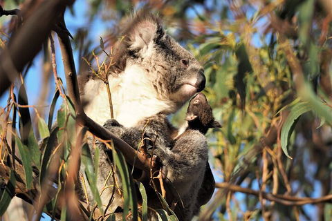 2-Hour Koala Walking Tour In Kangaroo Island - Whitsundays Accommodation 1