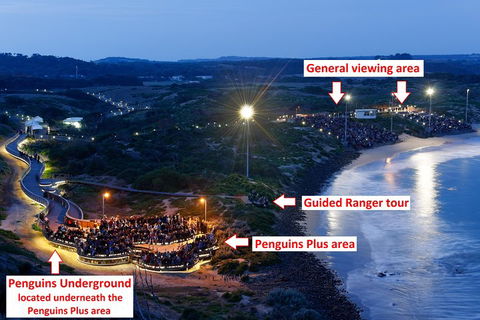 Phillip Island Penguin, Brighton Beach, Moonlit Sanctuary From Melbourne - Whitsundays Accommodation 4