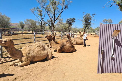West MacDonnell Ranges Half-Day Small-Group Tour With Camel Ride - Whitsundays Accommodation 0