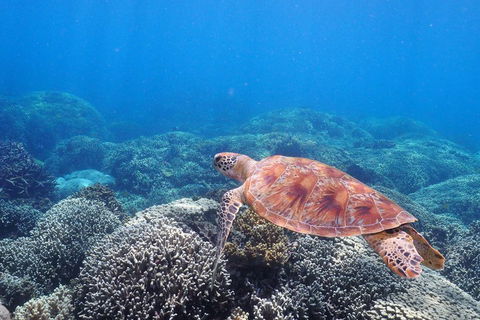 Calypso Outer Great Barrier Reef Cruise From Port Douglas - Whitsundays Accommodation 2