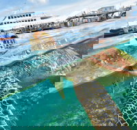 Scenic Helicopter Flight to Moore Reef and Return Snorkeling Cruise from Cairns - Whitsundays Accommodation