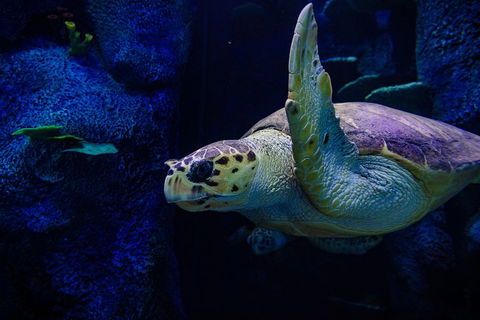 Sydney Attractions Pass: SEA LIFE Aquarium, Sydney Tower Eye, WILD LIFE Zoo And Madame Tussauds - Whitsundays Accommodation 1