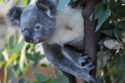 Sydney Attractions Pass: SEA LIFE Aquarium, Sydney Tower Eye, WILD LIFE Zoo And Madame Tussauds - Whitsundays Accommodation 2