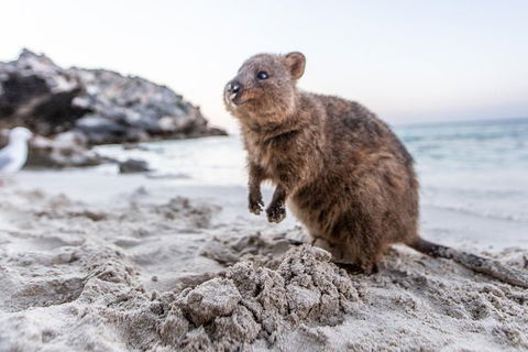 Fremantle To Rottnest Island Roundtrip Ferry Ticket - Whitsundays Accommodation 1