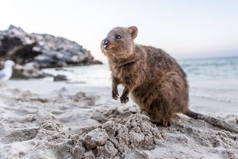 Rottnest Island All-Inclusive Grand Island Tour From Fremantle - Whitsundays Accommodation 2