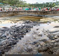 Hartley's Crocodile Adventures Day Trip from Cairns - Whitsundays Accommodation