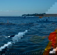 Mornington Peninsula Kayak Coastline Tour of Dolphin Sanctuary - Whitsundays Accommodation