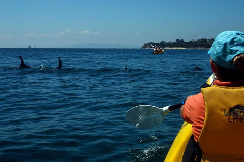 Mornington Peninsula Kayak Coastline Tour Of Dolphin Sanctuary - Whitsundays Accommodation 0