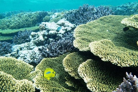 Abrolhos Islands Scenic Flight & Snorkel Adventure From Perth - Whitsundays Accommodation 4