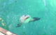Abrolhos Islands Scenic Flight & Snorkel Adventure From Perth - thumb 5