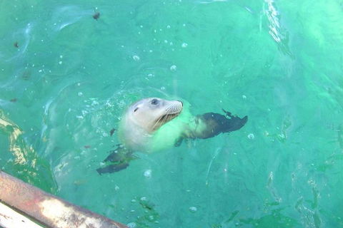 Abrolhos Islands Scenic Flight & Snorkel Adventure From Perth - Whitsundays Accommodation 5