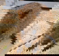 Wave Rock Pinnacles and Rottnest One Day Aeroplane Tour - Whitsundays Accommodation