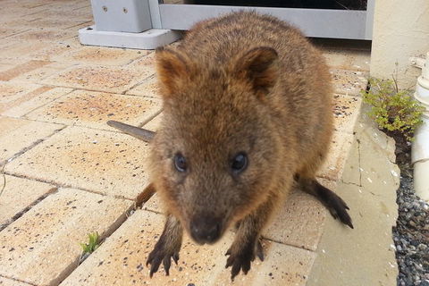 Wave Rock, Pinnacles And Rottnest One Day Aeroplane Tour - Whitsundays Accommodation 0
