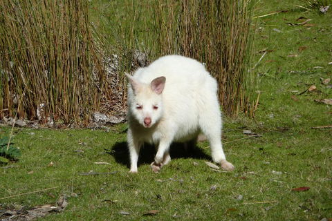 7-Day Super Value Tour Of Tasmania: Explore Tasmania's West And East Coasts - Whitsundays Accommodation 1