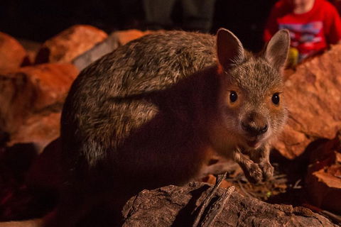 Alice Springs Desert Park Nocturnal Tour - Whitsundays Accommodation 3