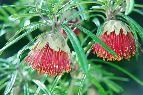 Full-Day Pinnacles Desert And Yanchep National Park Tour From Perth - Whitsundays Accommodation 1