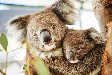 Full-Day Pinnacles Desert And Yanchep National Park Tour From Perth - Whitsundays Accommodation 5