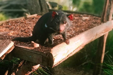 Bonorong Wildlife Park And Richmond Afternoon Tour From Hobart - Whitsundays Accommodation 4