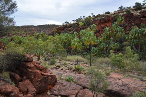 Palm Valley And Hermannsburg 1 Day 4WD Tour - Whitsundays Accommodation 4