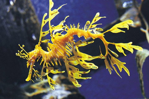 SEA LIFE Melbourne Aquarium Admission Ticket - Whitsundays Accommodation 0