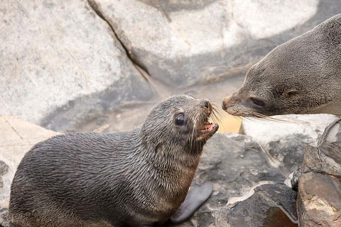 Kangaroo Island Luxury Small Group 'Flinders Chase Focus' Full Day Tour - Whitsundays Accommodation 2