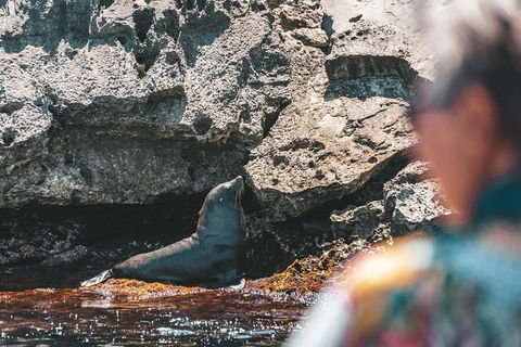 Adventure Rottnest Tour With Ferry & Adventure Cruise From Perth Or Fremantle - Whitsundays Accommodation 1