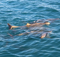 Roebuck Bay Snubfin Dolphin Cruise - Whitsundays Accommodation