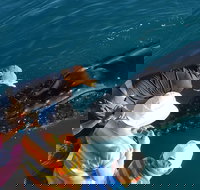 AOC Whale Watching from Broome - Whitsundays Accommodation