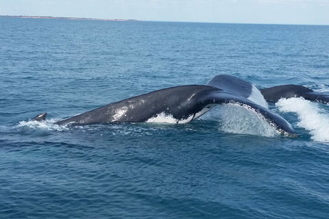 AOC Whale Watching From Broome - Whitsundays Accommodation 1