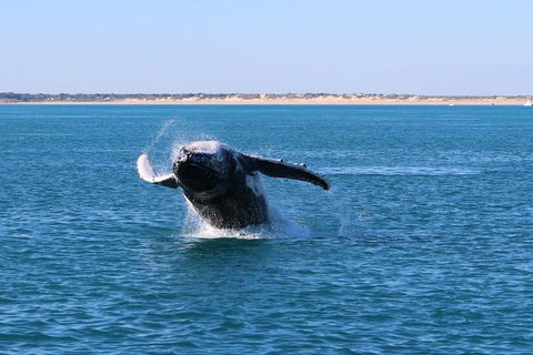 AOC Whale Watching From Broome - Whitsundays Accommodation 2