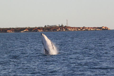 AOC Whale Watching From Broome - Whitsundays Accommodation 3